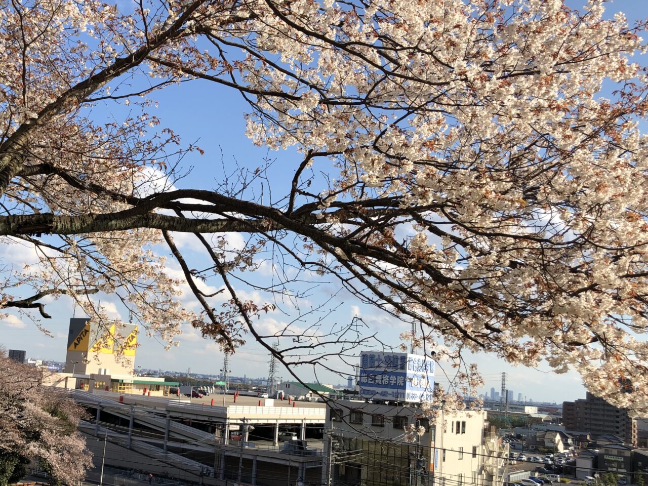 桜の咲く頃に♪