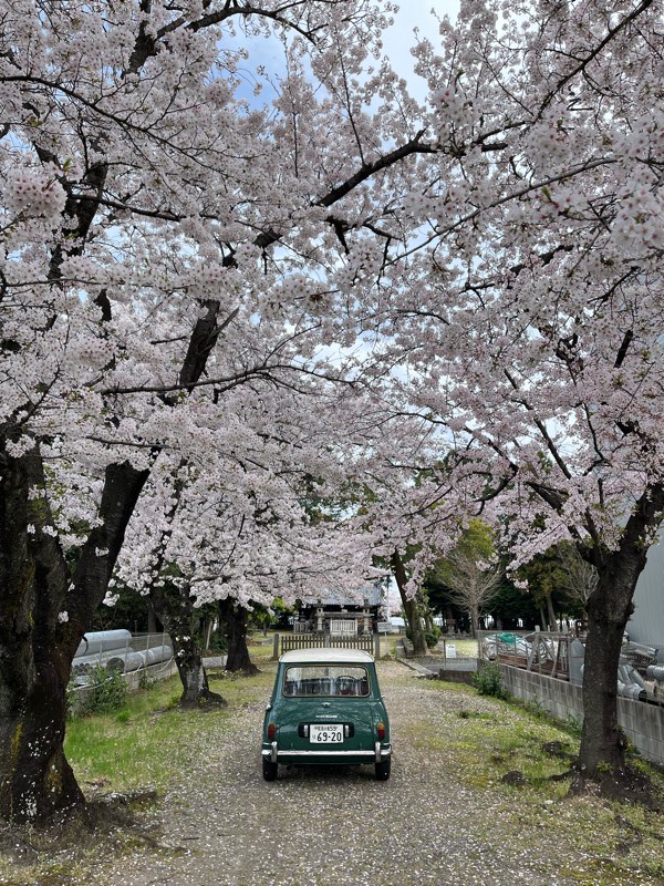 お花見、、！